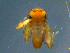  ( - 2022-HWDR-0093)  @11 [ ] CreativeCommons - Attribution Share-Alike (2023) Unspecified Drexel University, Academy of Natural Sciences