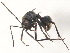  ( - 09-NSWHH-2137)  @14 [ ] CreativeCommons - Attribution (2010) CBG Photography Group Centre for Biodiversity Genomics