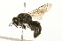 (Pison spinolae - 09-NSWHH-1787)  @14 [ ] CreativeCommons - Attribution (2010) Unspecified Centre for Biodiversity Genomics