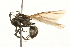  ( - 09-NSWHH-1788)  @14 [ ] CreativeCommons - Attribution (2010) Unspecified Centre for Biodiversity Genomics