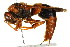  (Abispa - BIOUG01913-G04)  @14 [ ] CreativeCommons - Attribution (2012) CBG Photography Group Centre for Biodiversity Genomics