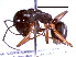  ( - BIOUG02773-H03)  @13 [ ] CreativeCommons - Attribution (2013) CBG Photography Group Centre for Biodiversity Genomics