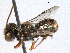  ( - BIOUG02952-G09)  @13 [ ] CreativeCommons - Attribution (2013) CBG Photography Group Centre for Biodiversity Genomics
