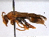 (Polistes humilis - BIOUG02953-B07)  @15 [ ] CreativeCommons - Attribution (2013) CBG Photography Group Centre for Biodiversity Genomics