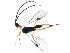  ( - BIOUG00996-D08)  @12 [ ] CreativeCommons - Attribution (2011) CBG Photography Group Centre for Biodiversity Genomics
