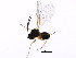  ( - BIOUG00996-E06)  @12 [ ] CreativeCommons - Attribution (2011) CBG Photography Group Centre for Biodiversity Genomics