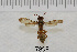  (Polistes apachus - AWC-07898)  @14 [ ] CreativeCommons - Attribution Non-Commercial Share-Alike (2010) Tim Whittier Arizona Western College
