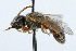  ( - WAC-ENT-0086)  @14 [ ] CreativeCommons - Attribution (2009) Unspecified Centre for Biodiversity Genomics