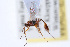  (Pristomerus spinator - WAC-ENT-0087)  @12 [ ] CreativeCommons - Attribution (2009) Unspecified Centre for Biodiversity Genomics
