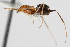 ( - WAC-ENT-0341)  @12 [ ] CreativeCommons - Attribution (2009) Unspecified Centre for Biodiversity Genomics