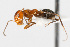  ( - WAC-ENT-0346)  @12 [ ] CreativeCommons - Attribution (2009) Unspecified Centre for Biodiversity Genomics