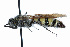  ( - WAC-ENT-0353)  @14 [ ] CreativeCommons - Attribution (2009) Unspecified Centre for Biodiversity Genomics