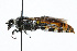  ( - WAC-ENT-0367)  @14 [ ] CreativeCommons - Attribution (2009) Unspecified Centre for Biodiversity Genomics