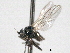  ( - CNC DIPTERA 192153)  @11 [ ] CreativeCommons - Attribution (2012) CNC/CBG Photography Group Centre for Biodiversity Genomics