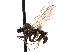  ( - CNC DIPTERA 161610)  @13 [ ] CreativeCommons - Attribution (2011) CNC/CBG Photography Group Centre for Biodiversity Genomics