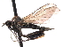  ( - CNC DIPTERA 161611)  @13 [ ] CreativeCommons - Attribution (2011) CNC/CBG Photography Group Centre for Biodiversity Genomics