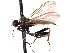  (Hoplocyrtoma - CNC DIPTERA 161615)  @14 [ ] CreativeCommons - Attribution (2011) CNC/CBG Photography Group Centre for Biodiversity Genomics
