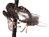  ( - CNC DIPTERA 161623)  @13 [ ] CreativeCommons - Attribution (2011) CNC/CBG Photography Group Centre for Biodiversity Genomics