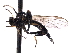  ( - CNC DIPTERA 161624)  @12 [ ] CreativeCommons - Attribution (2011) CNC/CBG Photography Group Centre for Biodiversity Genomics