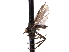  ( - CNC DIPTERA 161689)  @12 [ ] CreativeCommons - Attribution (2012) CNC/CBG Photography Group Centre for Biodiversity Genomics