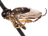  (Oedalea lanceolata - CNC DIPTERA 161706)  @13 [ ] CreativeCommons - Attribution (2012) CNC/CBG Photography Group Centre for Biodiversity Genomics