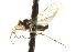  (Symballophthalmus masoni - CNC DIPTERA 163415)  @13 [ ] CreativeCommons - Attribution (2012) CNC/CBG Photography Group Centre for Biodiversity Genomics