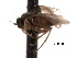  ( - CNC DIPTERA 163421)  @11 [ ] CreativeCommons - Attribution (2012) CNC/CBG Photography Group Centre for Biodiversity Genomics