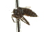  ( - CNC DIPTERA 163424)  @13 [ ] CreativeCommons - Attribution (2012) CNC/CBG Photography Group Centre for Biodiversity Genomics