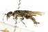  ( - CNCHYM 02026)  @11 [ ] CreativeCommons - Attribution (2011) CNC/CBG Photography Group Centre for Biodiversity Genomics