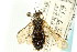  (Acantholyda balanata - CNCHYM 02027)  @11 [ ] CreativeCommons - Attribution (2011) CNC/CBG Photography Group Centre for Biodiversity Genomics