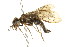  ( - CNCHYM 02028)  @11 [ ] CreativeCommons - Attribution (2011) CNC/CBG Photography Group Centre for Biodiversity Genomics