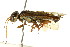  (Acantholyda brunnicans - CNCHYM 02030)  @11 [ ] CreativeCommons - Attribution (2011) CNC/CBG Photography Group Centre for Biodiversity Genomics