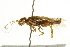  ( - CNCHYM 02032)  @11 [ ] CreativeCommons - Attribution (2011) CNC/CBG Photography Group Centre for Biodiversity Genomics