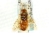  ( - CNCHYM 02033)  @11 [ ] CreativeCommons - Attribution (2011) CNC/CBG Photography Group Centre for Biodiversity Genomics