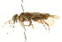  (Acantholyda burkei - CNCHYM 02034)  @13 [ ] CreativeCommons - Attribution (2011) CNC/CBG Photography Group Centre for Biodiversity Genomics