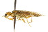  ( - CNCHYM 02048)  @11 [ ] CreativeCommons - Attribution (2011) CNC/CBG Photography Group Centre for Biodiversity Genomics