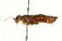  ( - CNCHYM 02051)  @11 [ ] CreativeCommons - Attribution (2011) CNC/CBG Photography Group Centre for Biodiversity Genomics