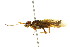  ( - CNCHYM 02052)  @11 [ ] CreativeCommons - Attribution (2011) CNC/CBG Photography Group Centre for Biodiversity Genomics