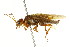  ( - CNCHYM 02053)  @11 [ ] CreativeCommons - Attribution (2011) CNC/CBG Photography Group Centre for Biodiversity Genomics
