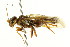  ( - CNCHYM 02054)  @11 [ ] CreativeCommons - Attribution (2011) CNC/CBG Photography Group Centre for Biodiversity Genomics