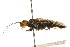  (Acantholyda brunniceps - CNCHYM 02055)  @11 [ ] CreativeCommons - Attribution (2011) CNC/CBG Photography Group Centre for Biodiversity Genomics