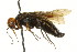  ( - CNCHYM 02056)  @11 [ ] CreativeCommons - Attribution (2011) CNC/CBG Photography Group Centre for Biodiversity Genomics