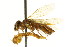  (Acantholyda luteomaculata - CNCHYM 02058)  @11 [ ] CreativeCommons - Attribution (2011) CNC/CBG Photography Group Centre for Biodiversity Genomics