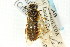  (Acantholyda luteomaculata - CNCHYM 02060)  @11 [ ] CreativeCommons - Attribution (2011) CNC/CBG Photography Group Centre for Biodiversity Genomics