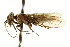  ( - CNCHYM 02064)  @11 [ ] CreativeCommons - Attribution (2011) CNC/CBG Photography Group Centre for Biodiversity Genomics