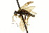  ( - CNCHYM 02065)  @11 [ ] CreativeCommons - Attribution (2011) CNC/CBG Photography Group Centre for Biodiversity Genomics