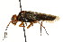  ( - CNCHYM 02067)  @11 [ ] CreativeCommons - Attribution (2011) CNC/CBG Photography Group Centre for Biodiversity Genomics
