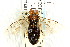  (Acantholyda ruficeps - CNCHYM 02068)  @11 [ ] CreativeCommons - Attribution (2011) CNC/CBG Photography Group Centre for Biodiversity Genomics