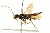  ( - CNCHYM 02071)  @11 [ ] CreativeCommons - Attribution (2011) CNC/CBG Photography Group Centre for Biodiversity Genomics