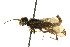  ( - CNCHYM 02072)  @11 [ ] CreativeCommons - Attribution (2011) CNC/CBG Photography Group Centre for Biodiversity Genomics